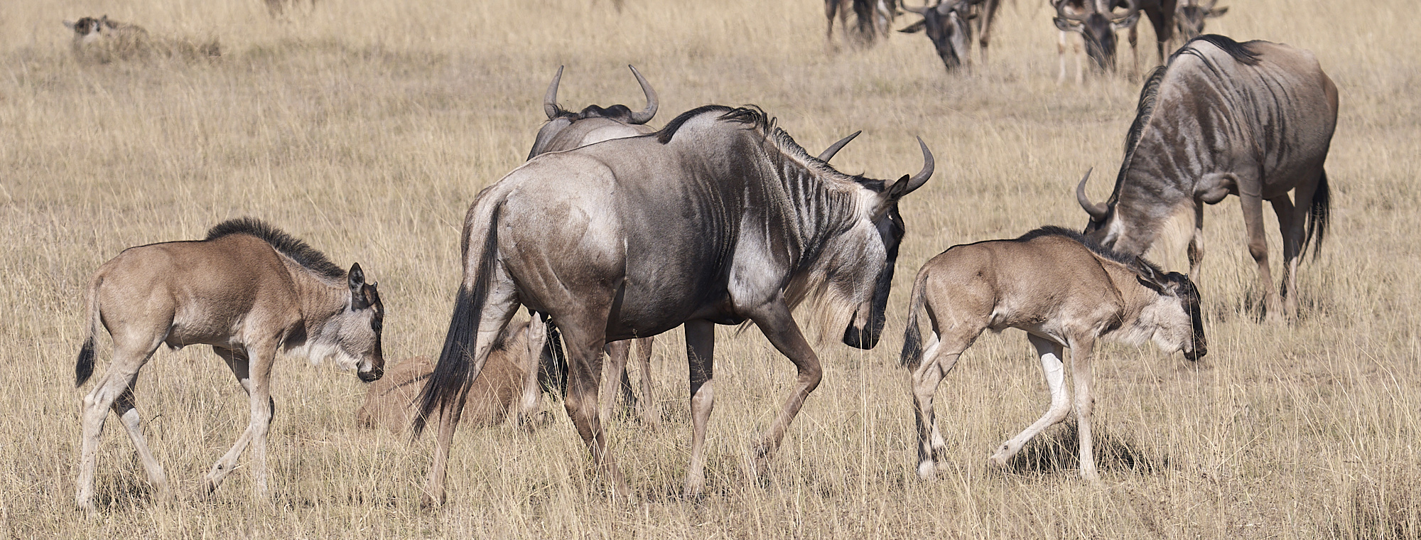 Troupeau de Gnous au Kenya