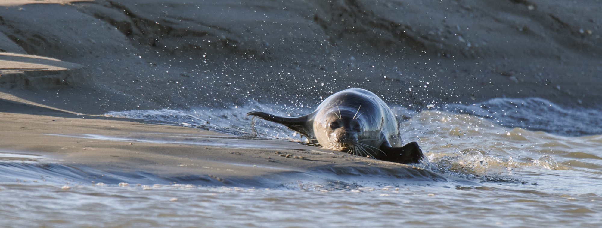 Phoque sur le sable de Berck sur Mer