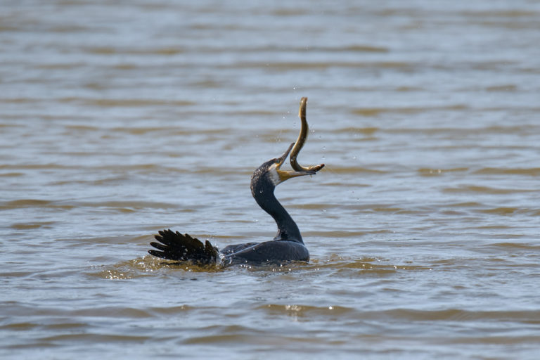 Cormoran au Teich
