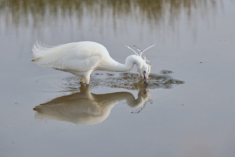 Aigrette garzette au Teich