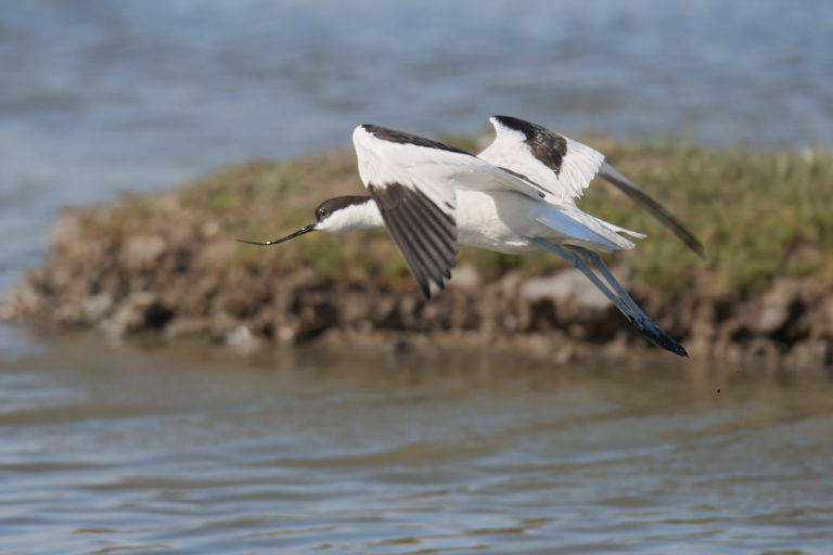 Avocette au Teich