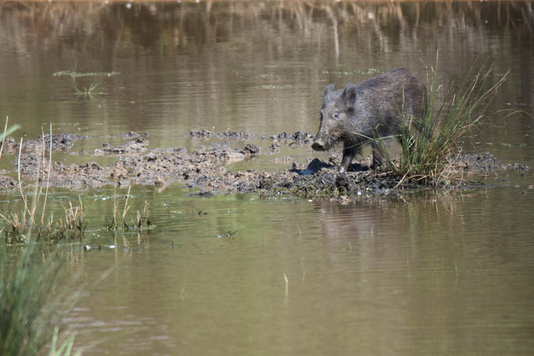 Sanglier au Teich