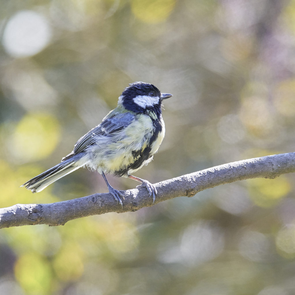 Mésange charbonnière en Ile de France