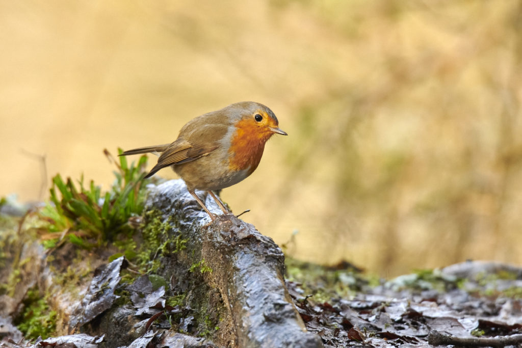 Rouge gorge en Ile de France