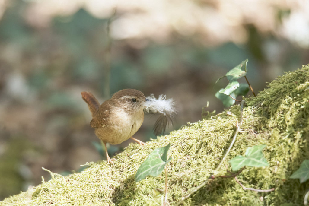 Troglodyte mignon en Ile de France