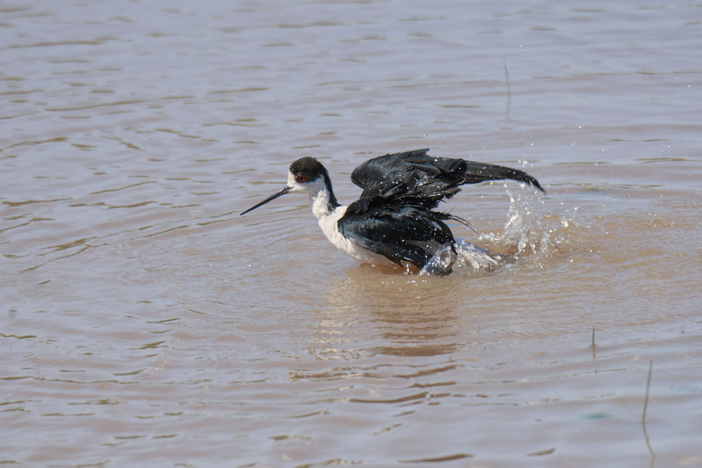 Echasse - Le Teich