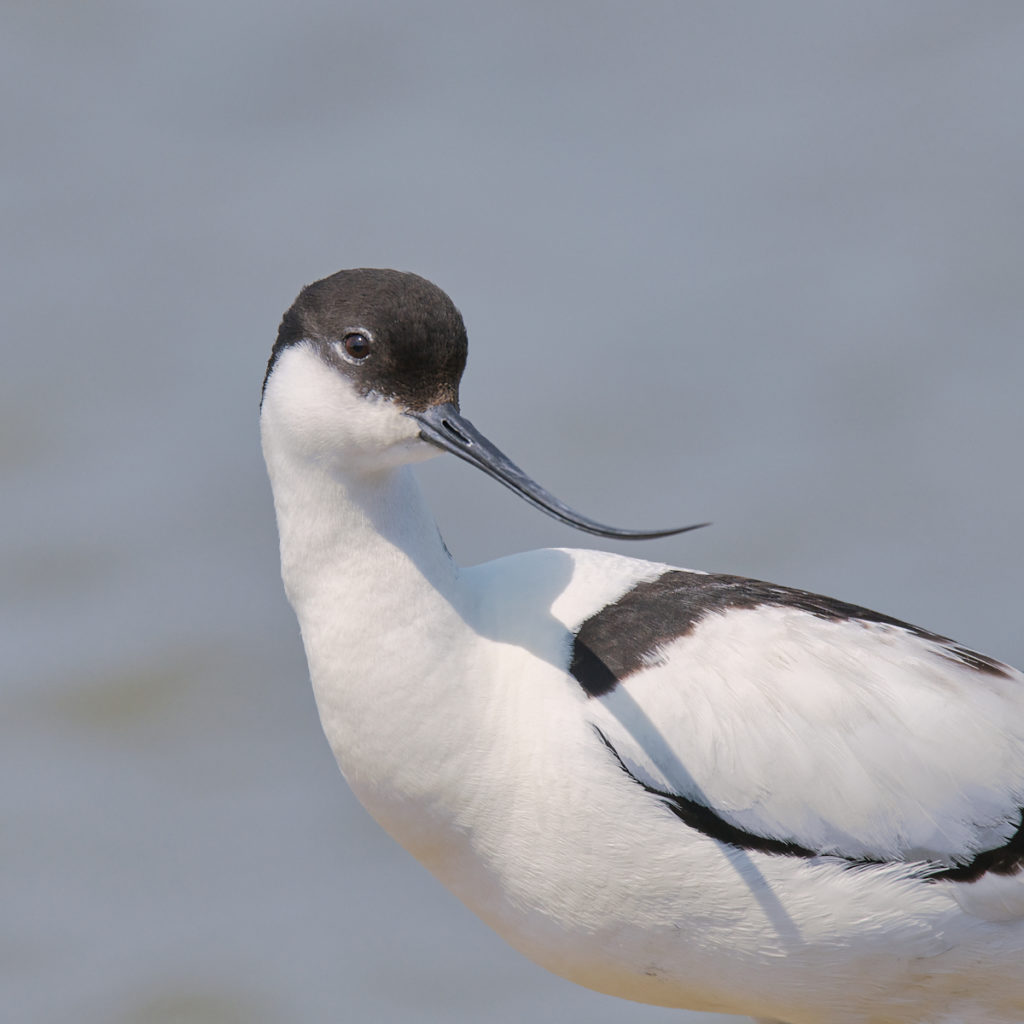 Avocette au Teich