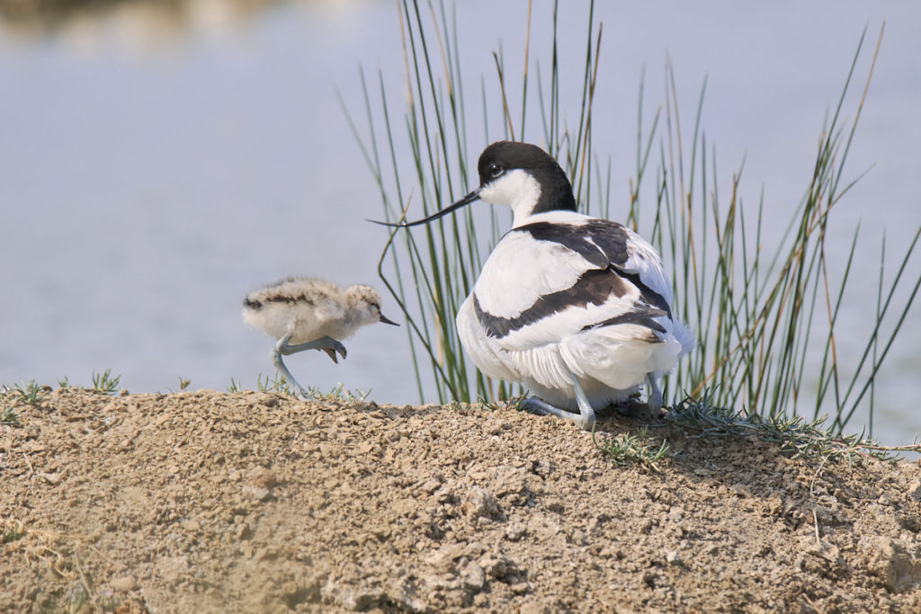 Avocette au Teich