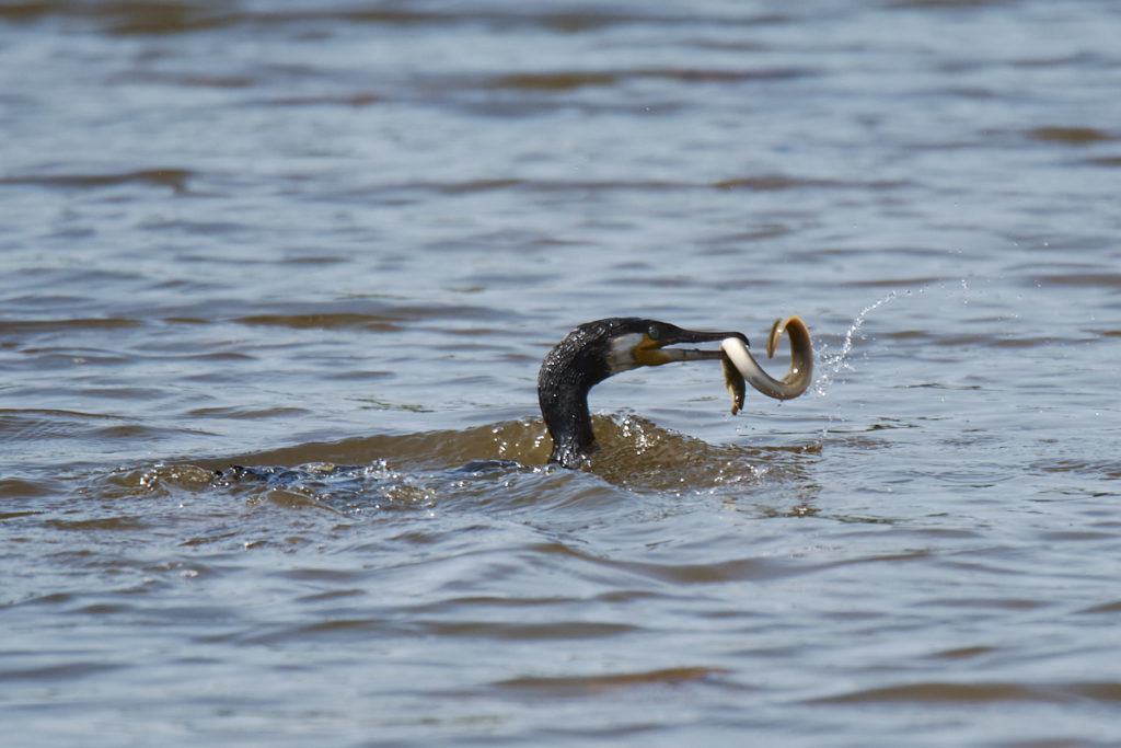 Cormoran au Teich