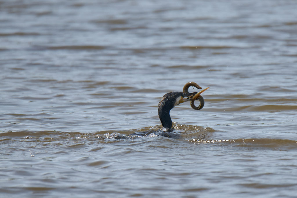 Cormoran au Teich