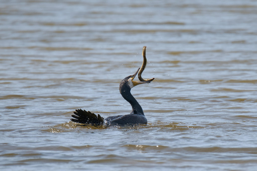 Cormoran au Teich