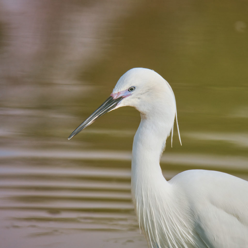 Aigrette au Teich