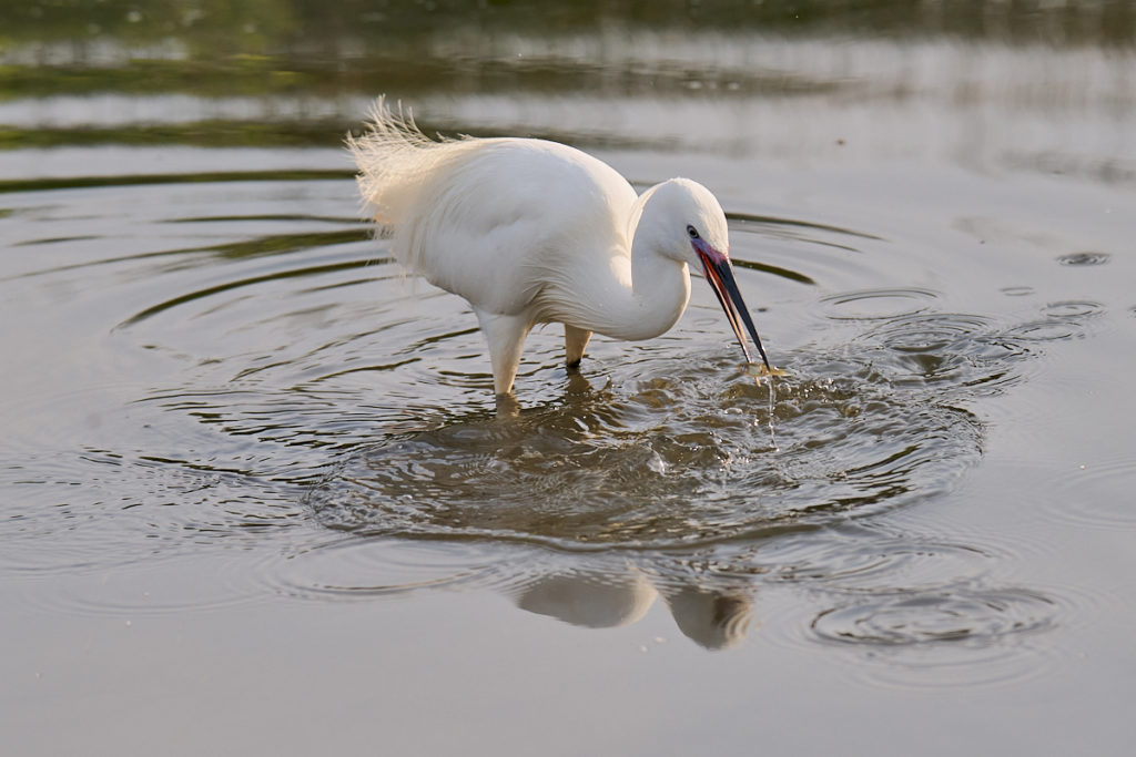 Aigrette garzette au Teich