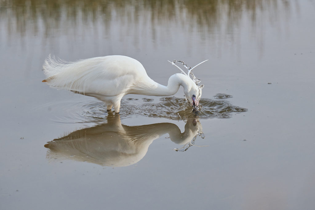 Aigrette garzette au Teich