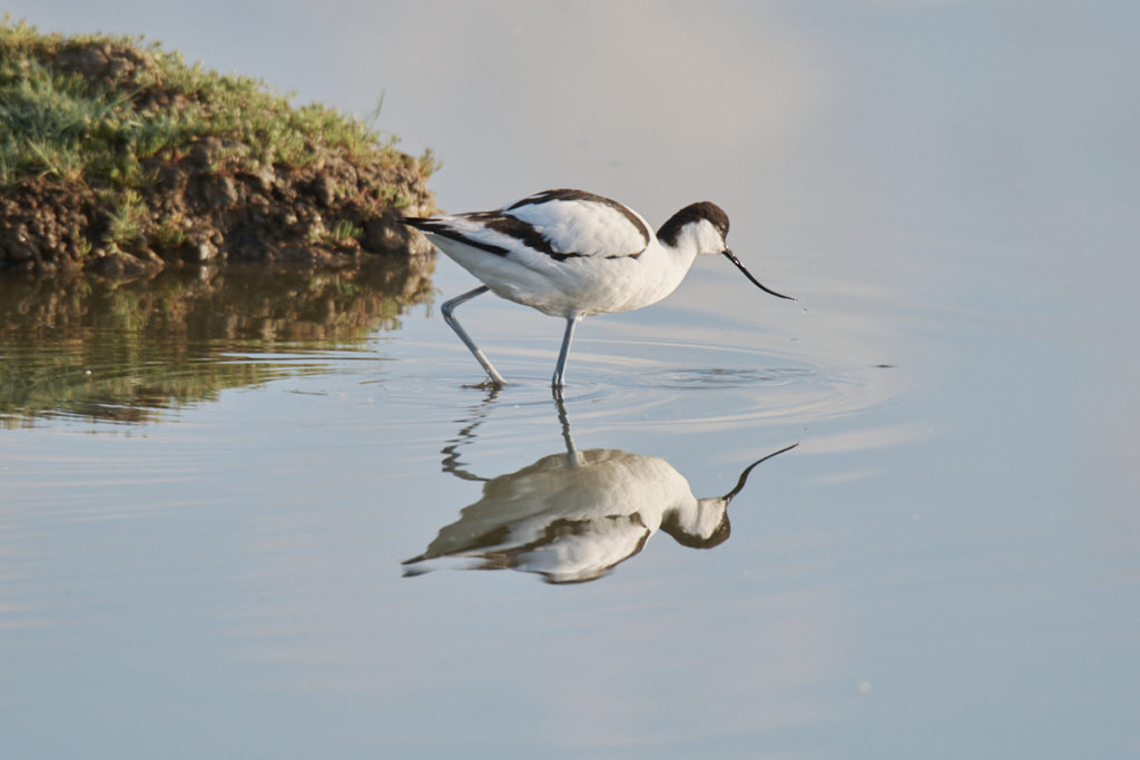 Avocette au Teich