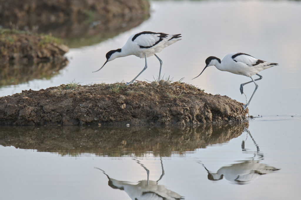 Avocettes au Teich