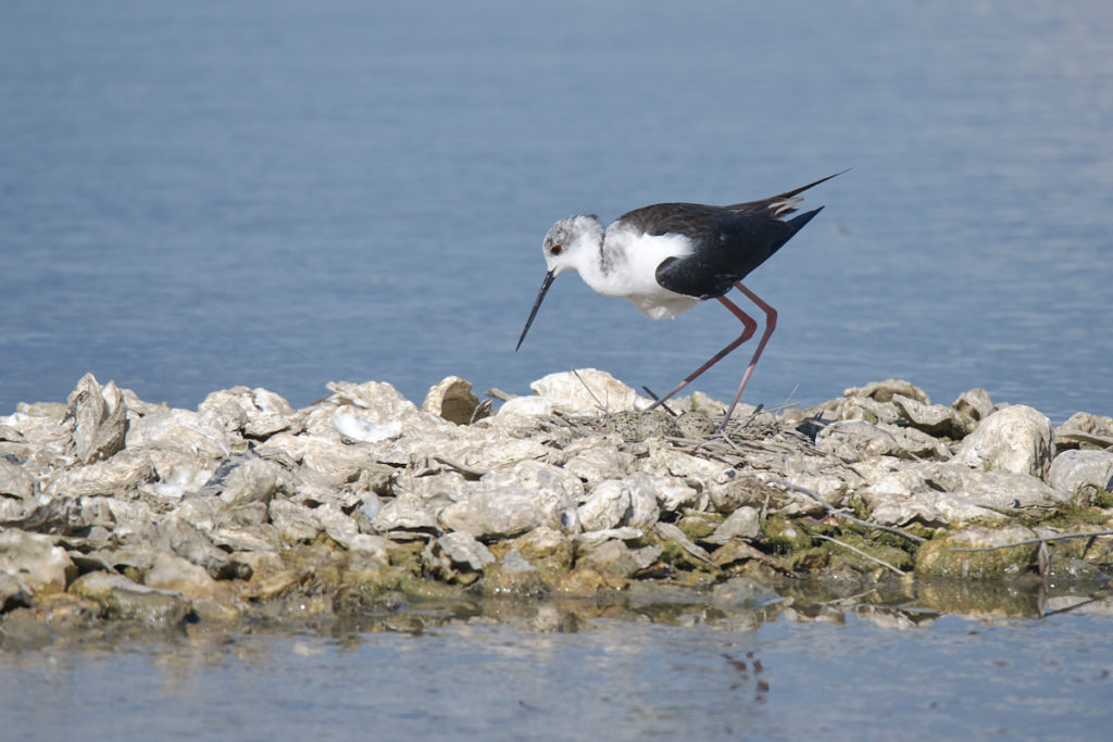 Echasse au Teich