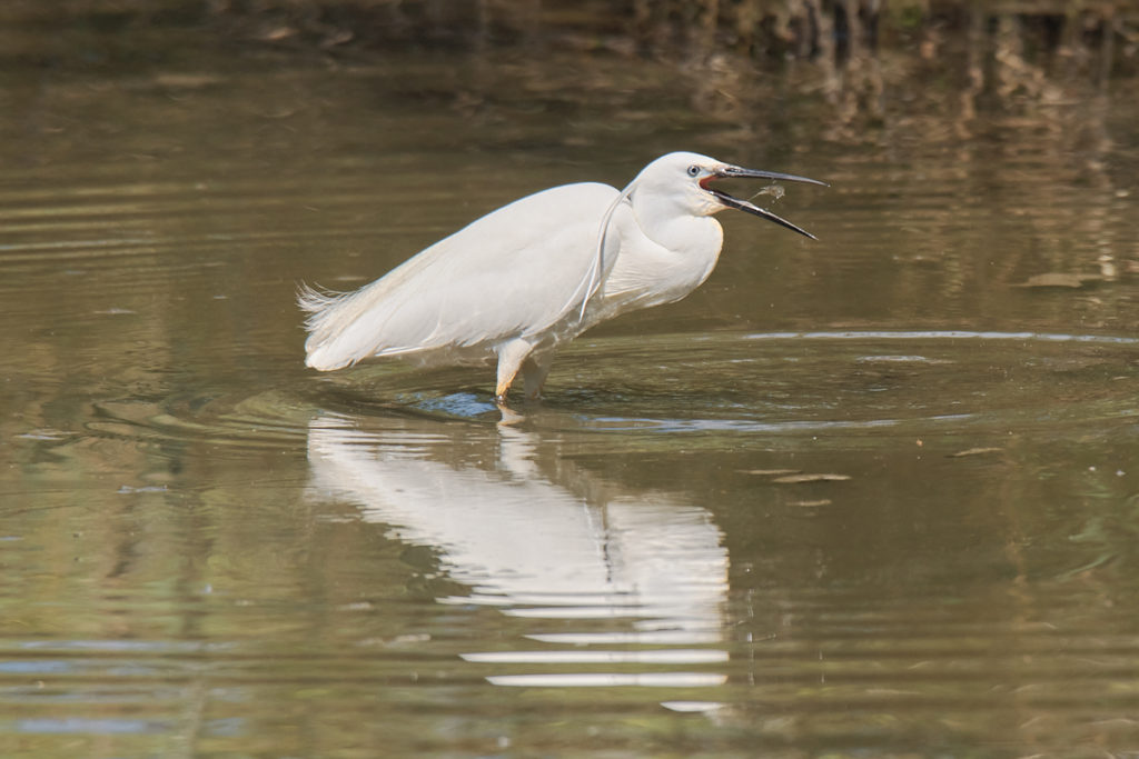 Aigrette garzette au Teich