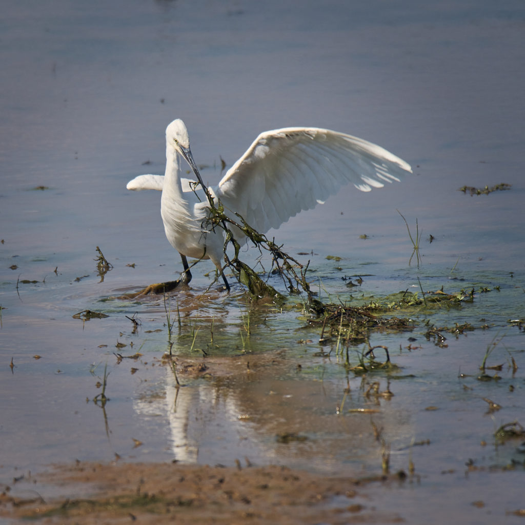 Aigrette au Teich