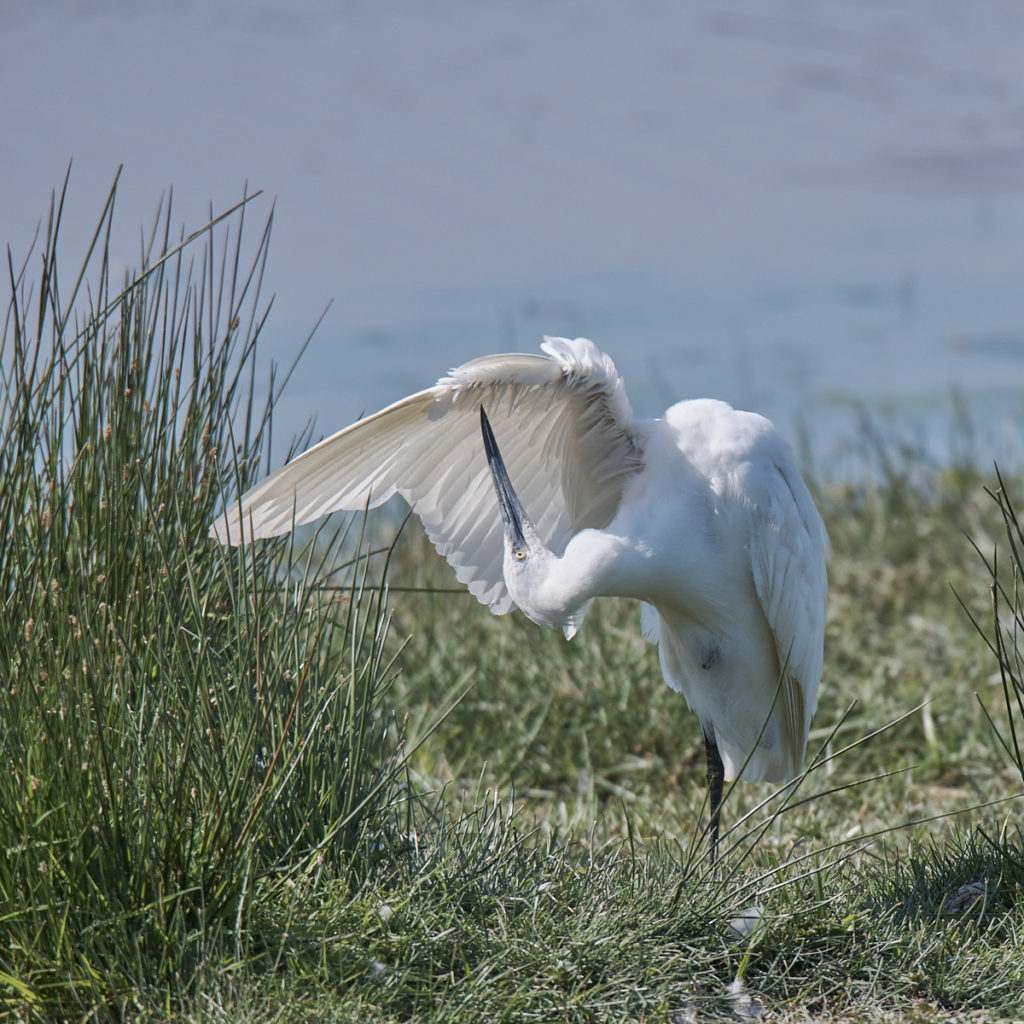 Aigrette garzette au Teich