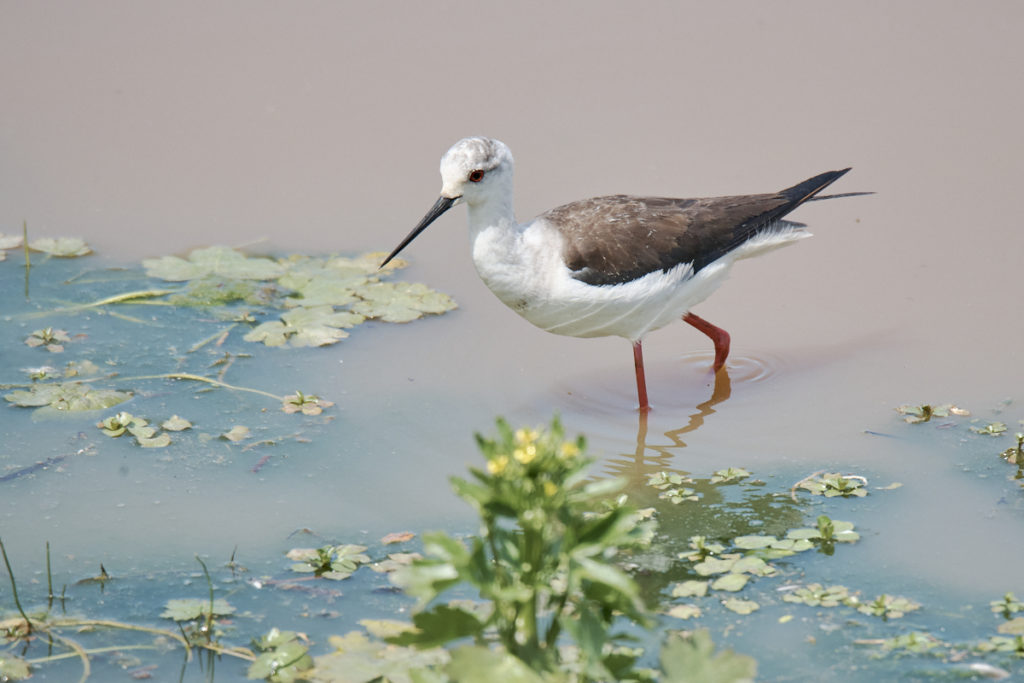 Echasse au Teich