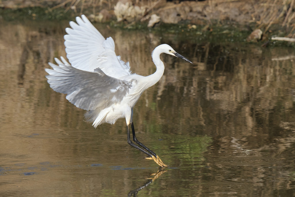 Aigreyte au Teich