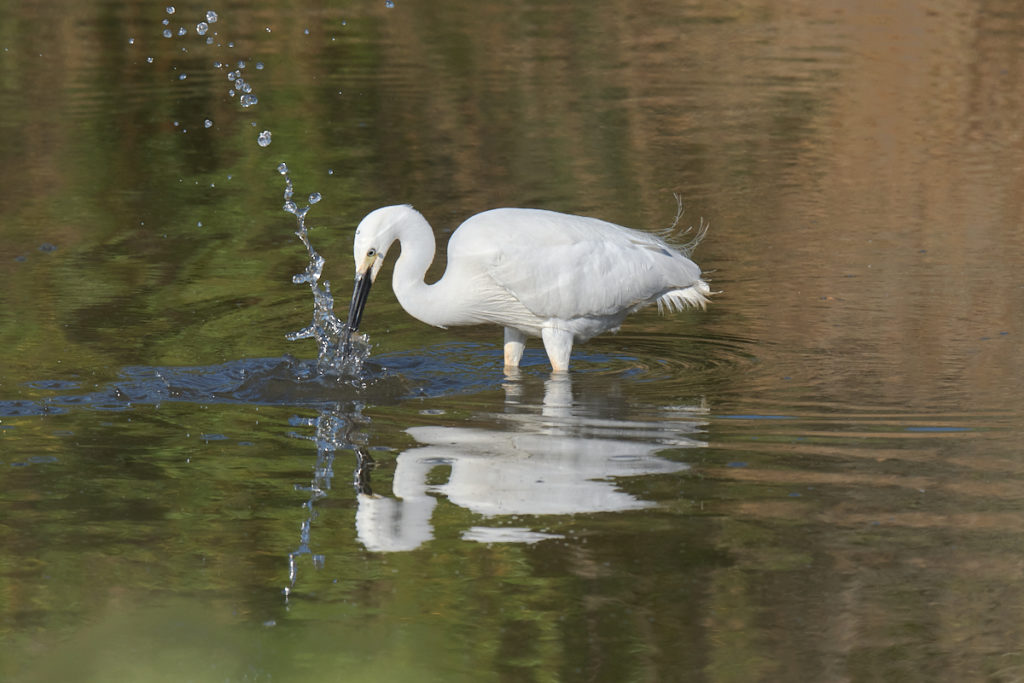 Aigrette au Teich