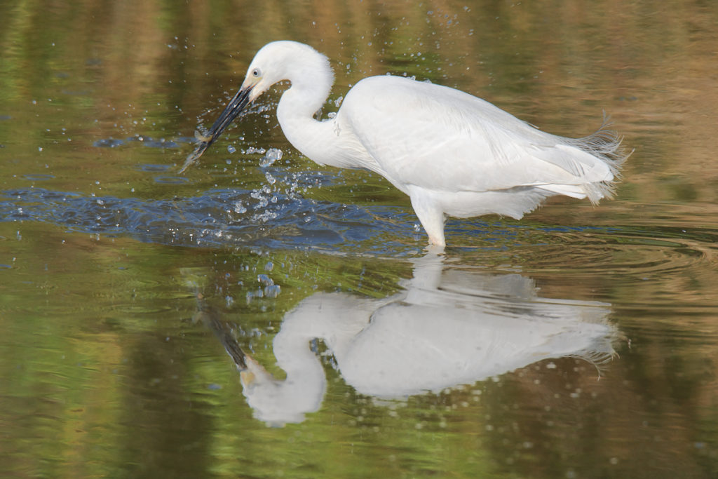 Aigrette au Teich