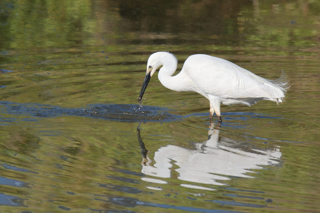 Aigrette au Teich