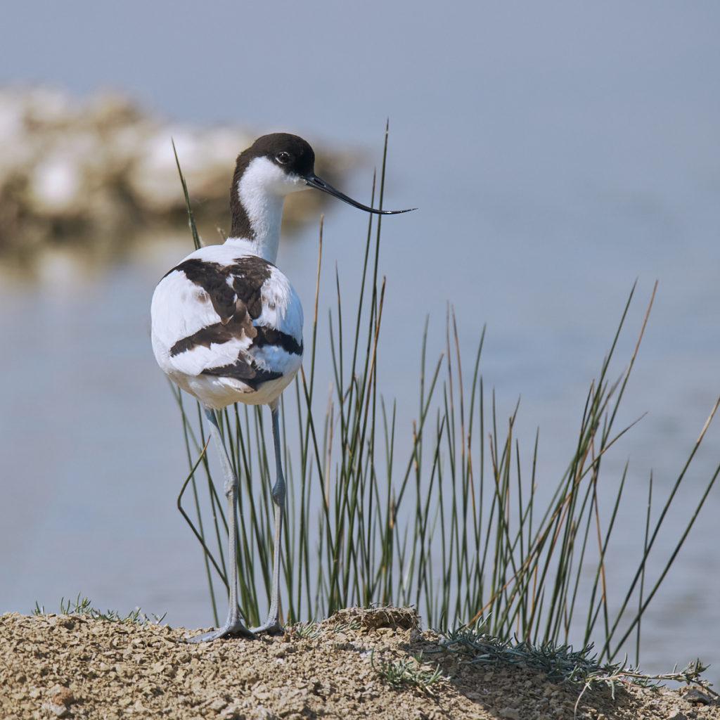 Avocette au Teich