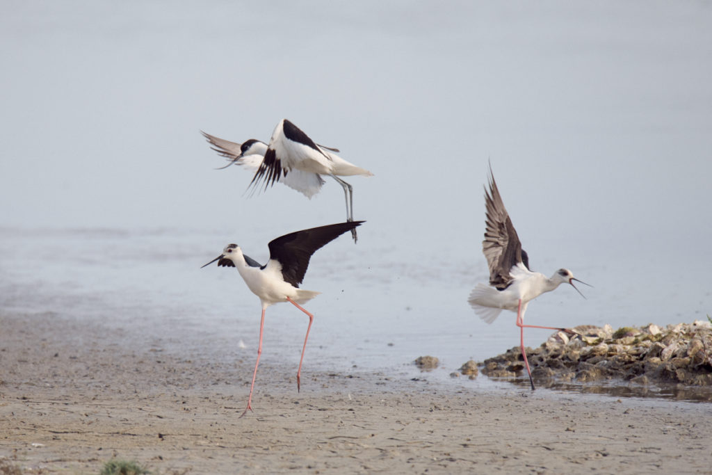 Echasse au Teich