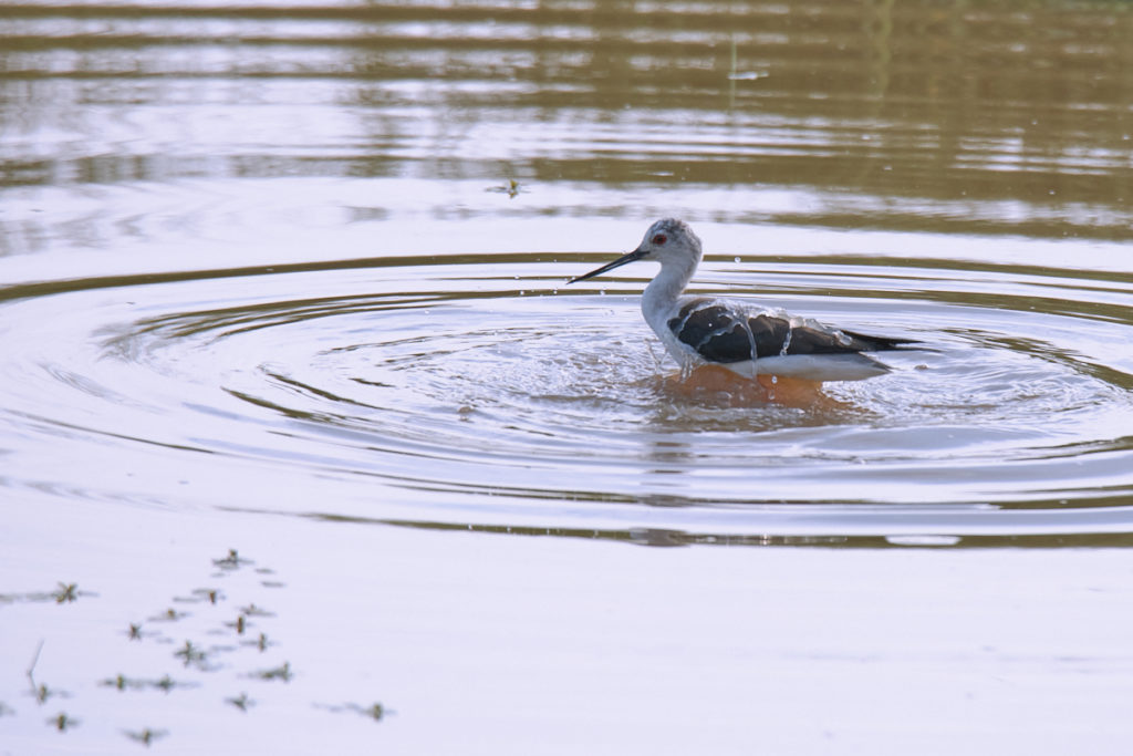 Echasse au Teich