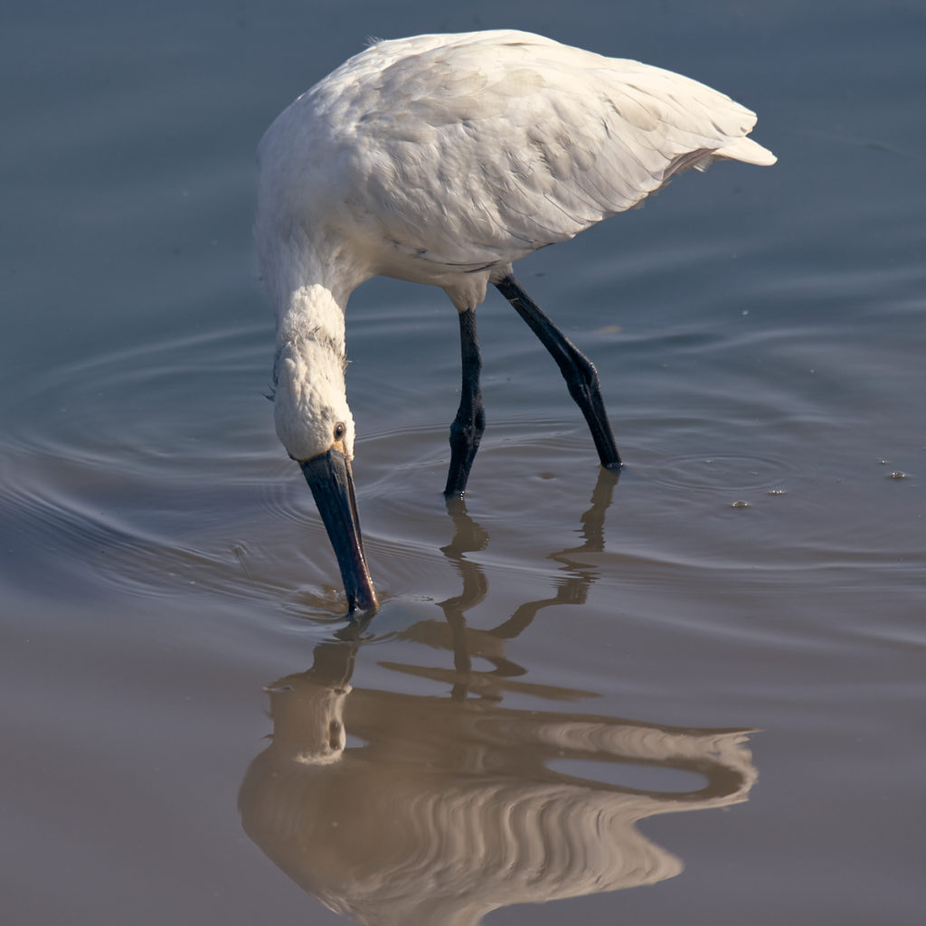 Spatule au Teich