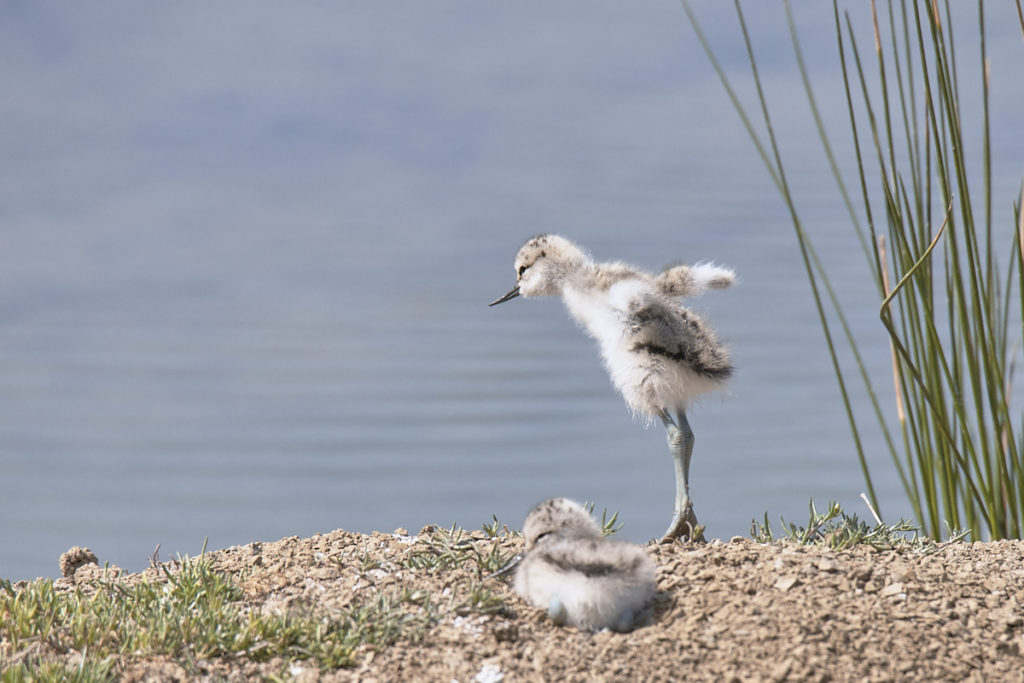 Avocette au Teich