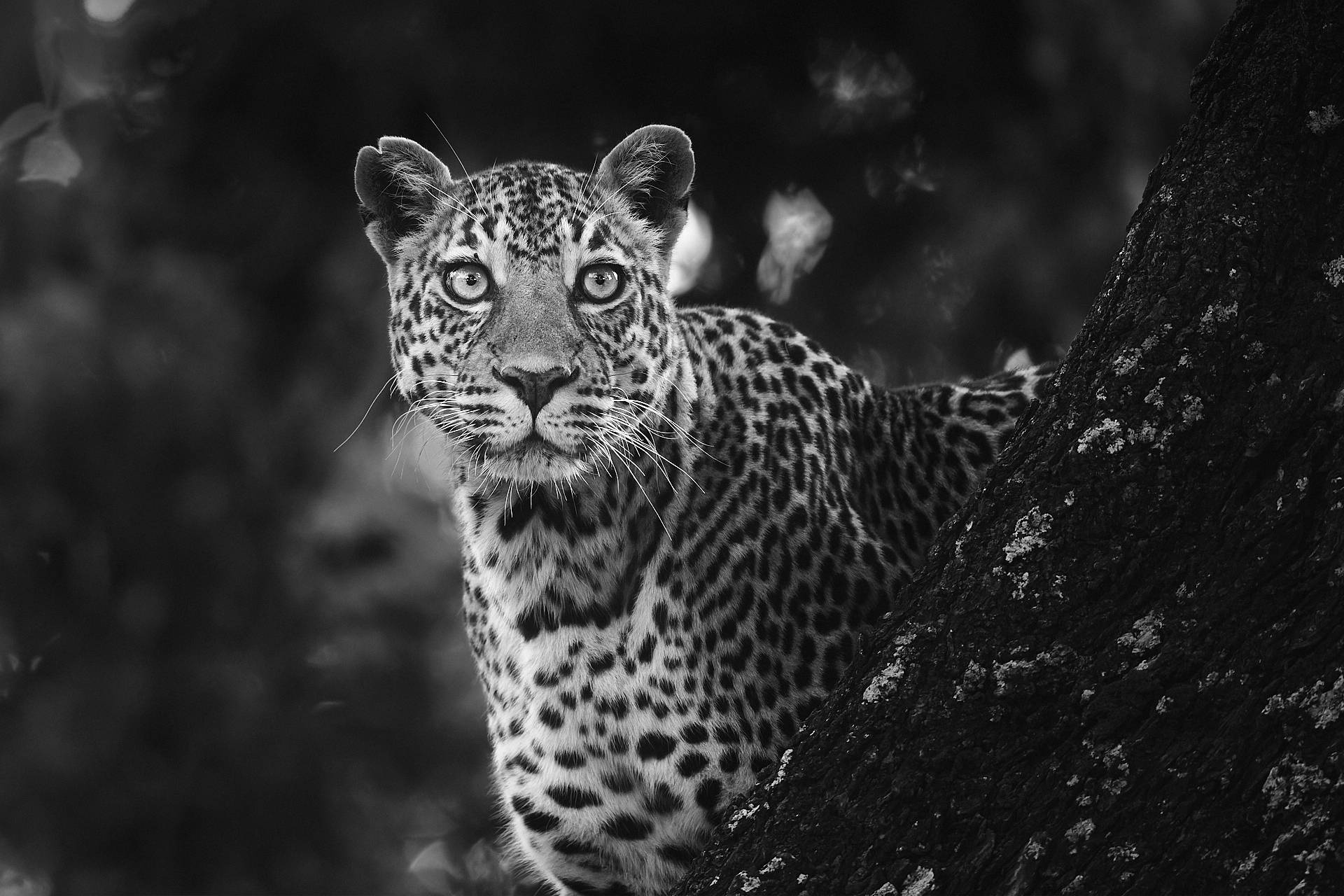 Panthère du Kenya